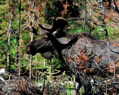 Yellowstone NP