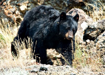 Yellowstone NP