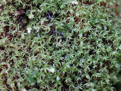Moss