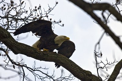 Land of the FREE and the Home of the BRAVE