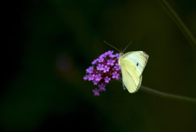 White Butterfly