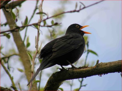 Blackbird singing.