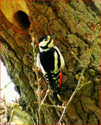 Greater  spot woodpecker.