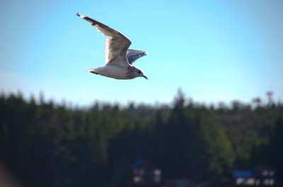 DSC_1375.jpg