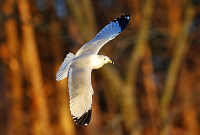 IMG_3551 copy.jpg
