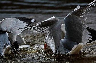 IMG_3798.jpg
