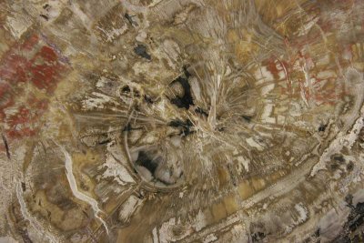 Petrified Wood-6