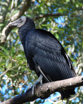 DSC_5378a.jpg