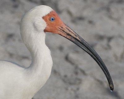 DSC_7833a.jpg