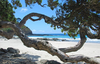 North Island beach.