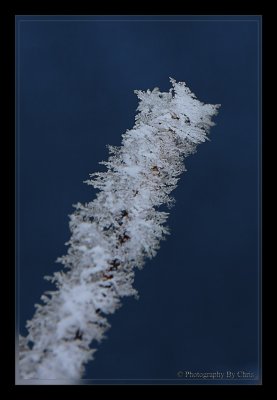 Frosted Twig