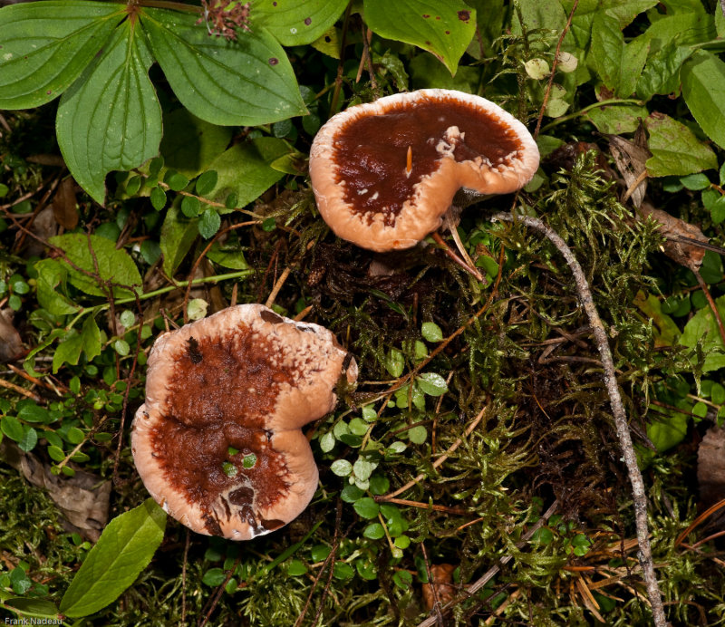 DSC01316 - champignons.jpg
