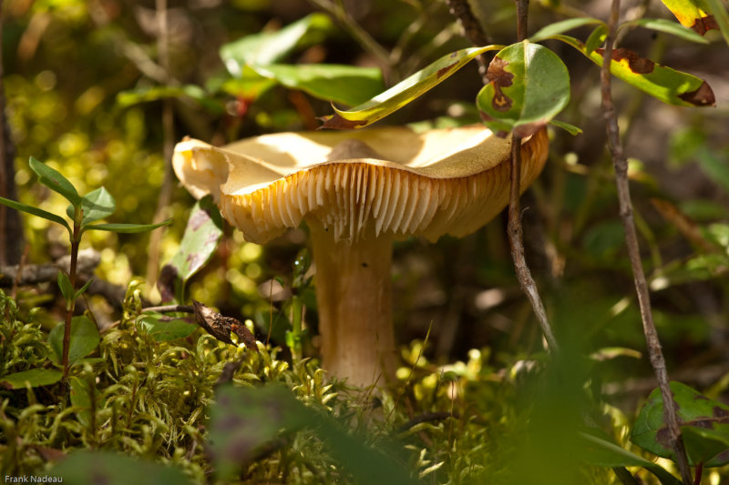 DSC01406 - champignons.jpg