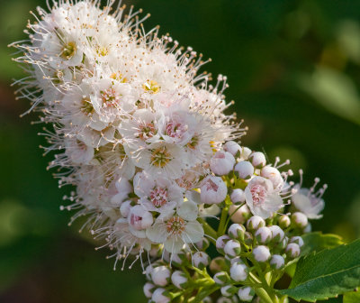 dsc06055 - MACRO A700.jpg