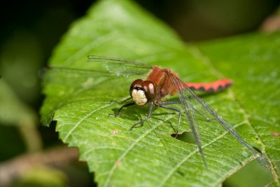 dsc06067 - MACRO A700.jpg