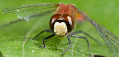 dsc06074 - MACRO A700.jpg