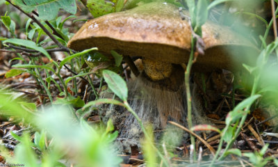 DSC02209 -.jpg