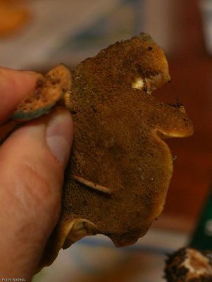 DSC00542 - Bolet_Bleuissant.jpg