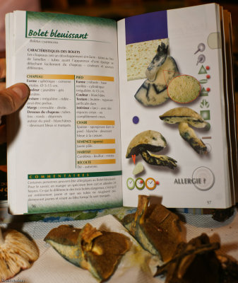 DSC00543 - Bolet_Bleuissant.jpg