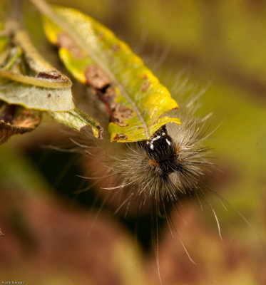 DSC01459 - MACRO.jpg