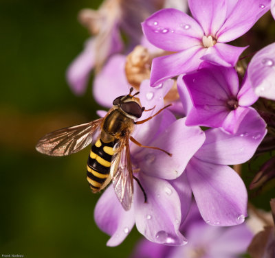 DSC02040 - MACRO.jpg