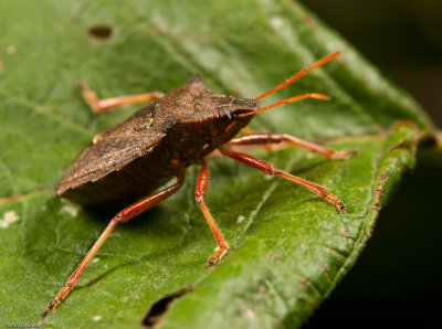 DSC02072 - MACRO.jpg