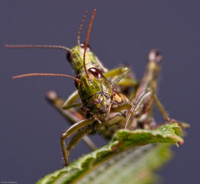 DSC02082 - MACRO.jpg