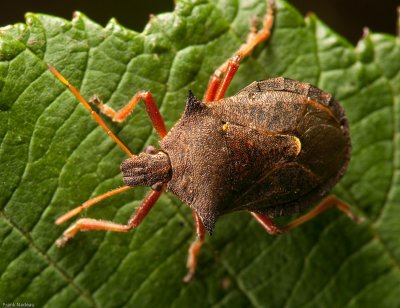 DSC02087 - MACRO.jpg