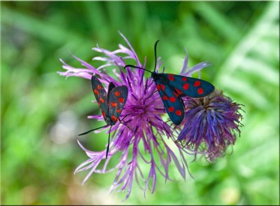 Butterflies in Kranjska Gora.jpg