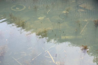 Visible rubbish in the Bradley Arm