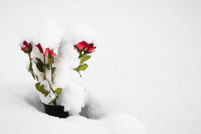 winter wonderland
