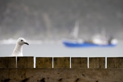 Seagull, Hout Bay