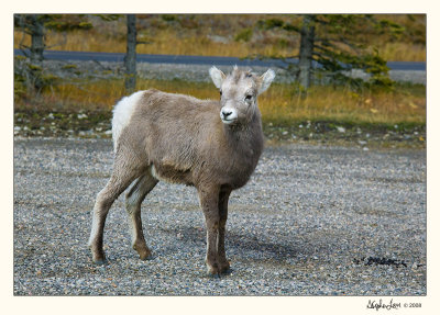 20081023_Banff_0013.jpg