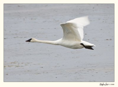 20081024_Swans_0118.jpg