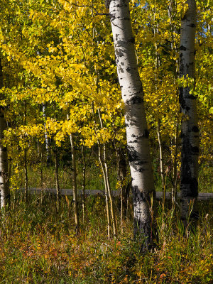 20120922_Kananaskis_1277.jpg