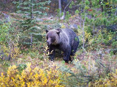 20120920_Alberta BC_1092.jpg