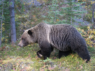 20120920_Alberta BC_1100.jpg