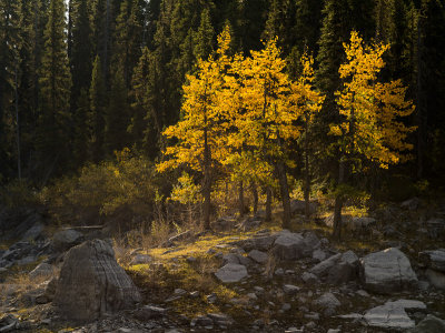 20120920_Alberta BC_1118.jpg