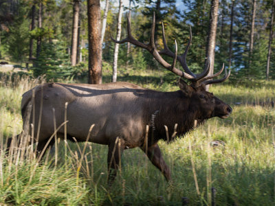 20120920_Alberta BC_1120.jpg