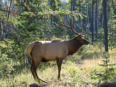 20120920_Alberta BC_1137.jpg