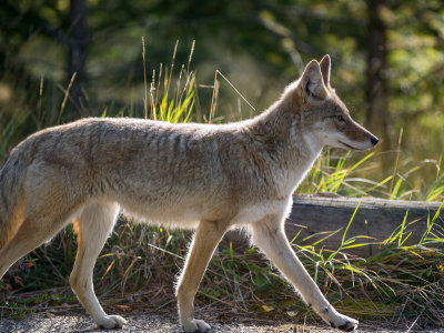 20120920_Alberta BC_1161.jpg