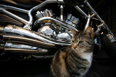 Cat Harley