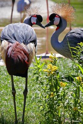 Lincoln Park Zoo