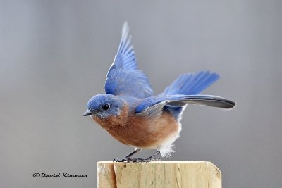 Bluebird Favorites