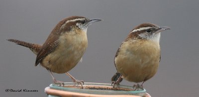 IMG_7243 two cwrens with sig_resize.jpg