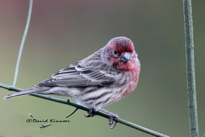 KINN9478 house finch with sig_resize.jpg
