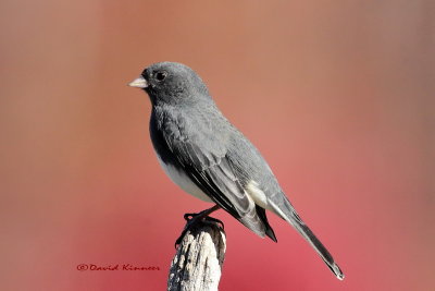 KINN1945 junco with sig_resize.jpg