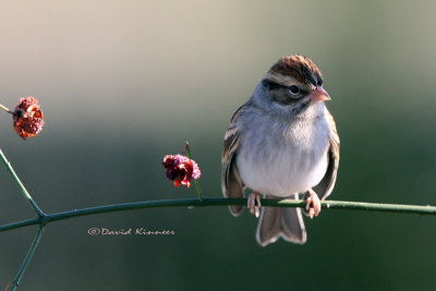 ROCK9907 chipping sparrow with sig_resize.jpg