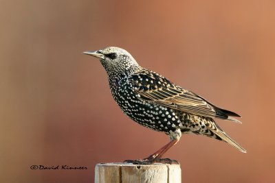 ROCK1139 starling with sig_resize.jpg