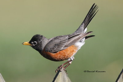 BE6E0811 robin with sig_resize.jpg